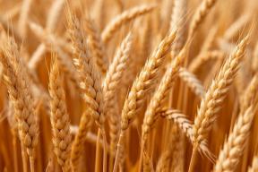 Запуск завода по переработке пшеницы под Новосибирском ожидается во II полугодии