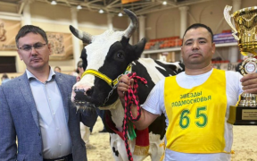 Корова по кличке Давность из Городского округа Пушкинский второй год подряд завоевывает «золото» в областной выставке