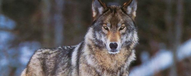 В Рязанской области убили 17 волков