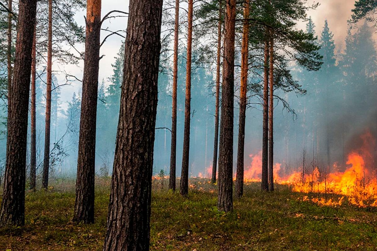 В Кировской области объявлен высокий уровень пожарной опасности