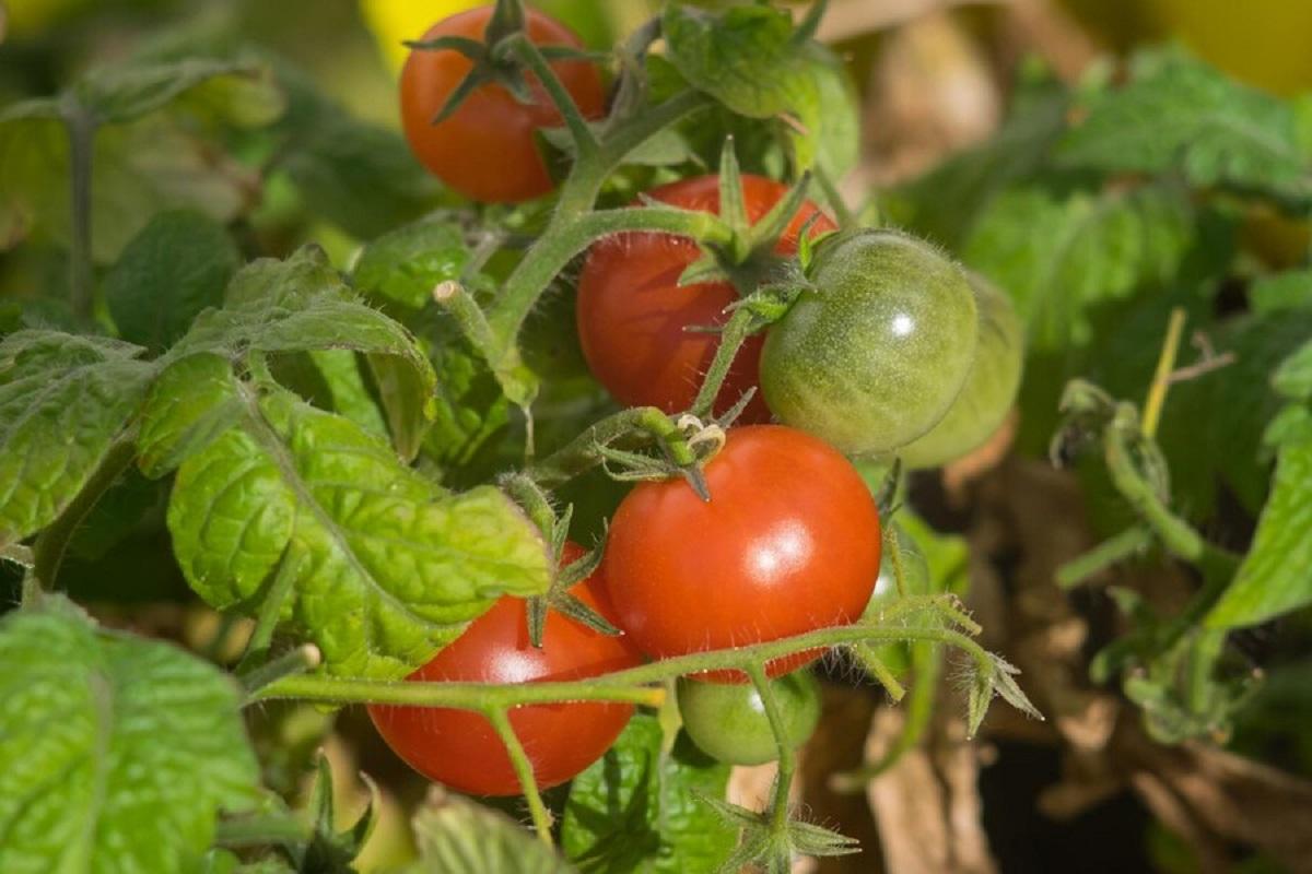 Почему помидоры все никак не могут покраснеть, а на соседской грядке уже спелые — срочно исправляйте ошибку, чтобы ваши томаты догнали «сверстников»