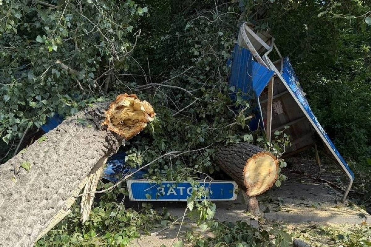 В Новосибирске в результате падения тополя на остановку пострадали три человека