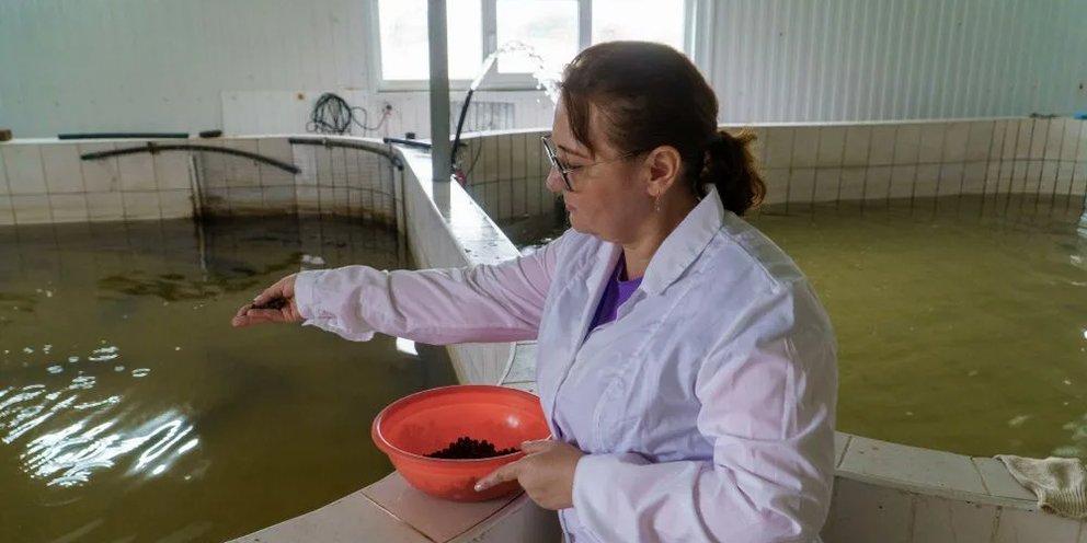 В России появился капсулированный лечебный корм для рыб, разработанный кубанскими учеными