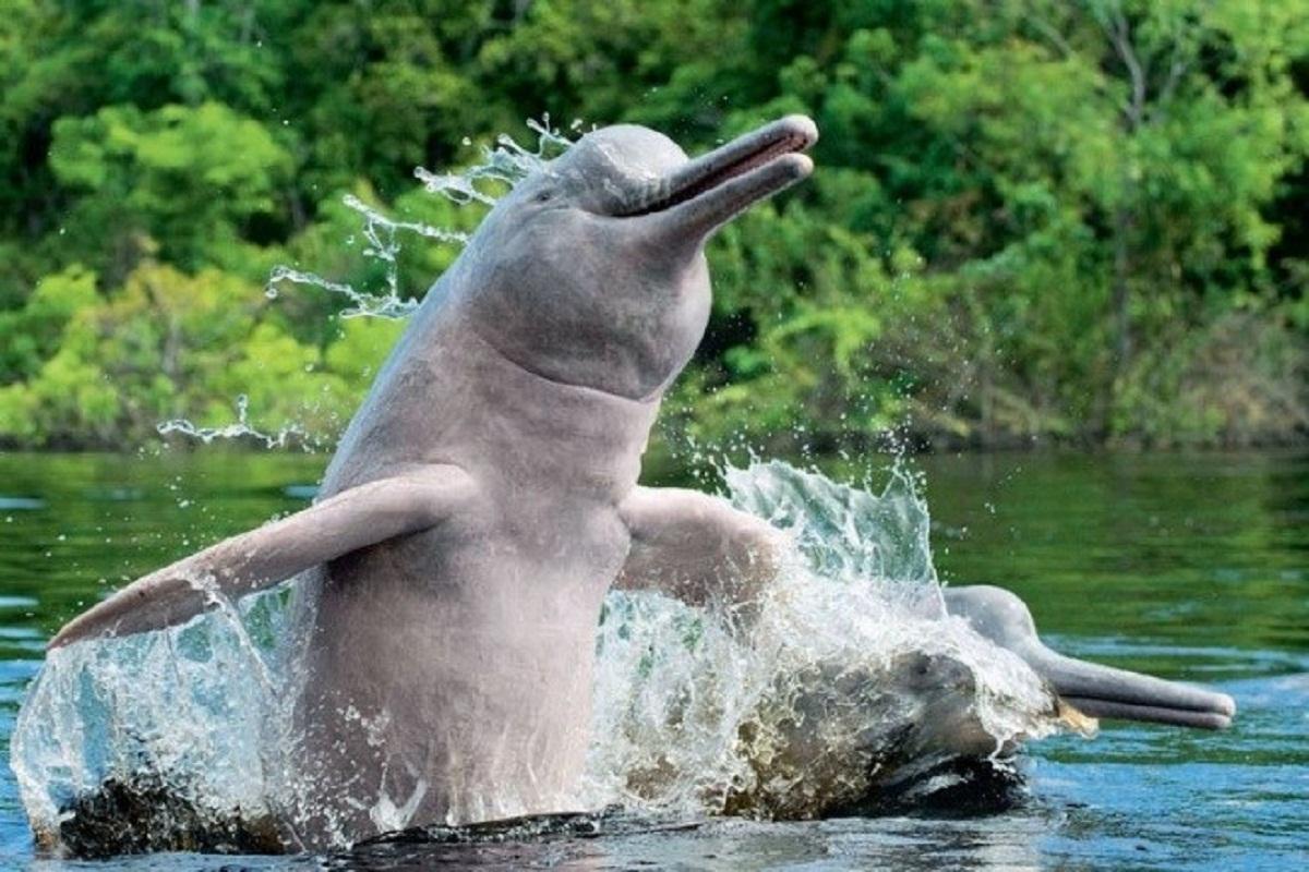 Ученые открыли новый вид пресноводных дельфинов, обитавших в водах Амазонки