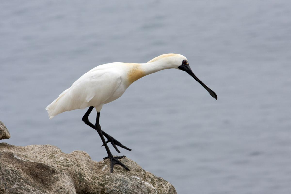 Численность малой колпицы в России выросла в 1,5 раза