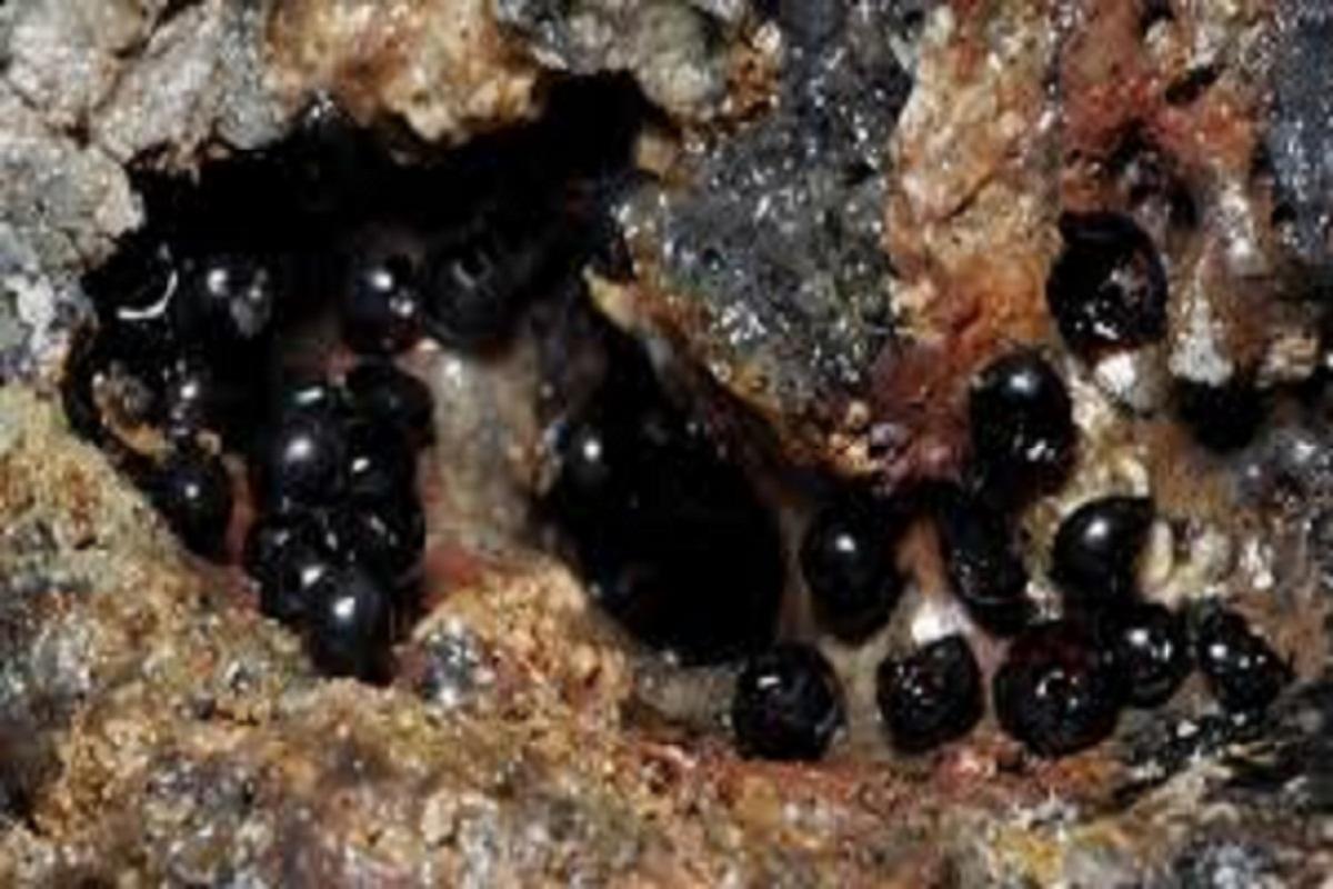 В Тихом океане на глубине 6200 обнаружили загадочные черные яйца