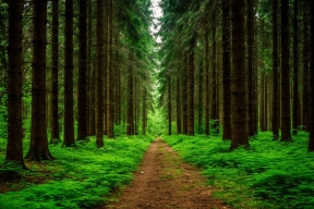 В Марий Эл объявлена высокая пожарная опасность