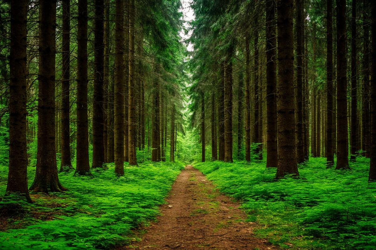 В Марий Эл объявлена высокая пожарная опасность