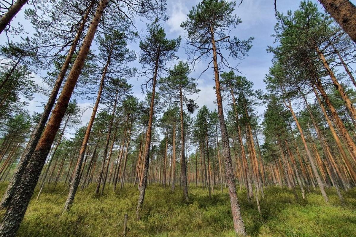 В Архангельской области Березниковский сосновый бор признали региональным памятником природы