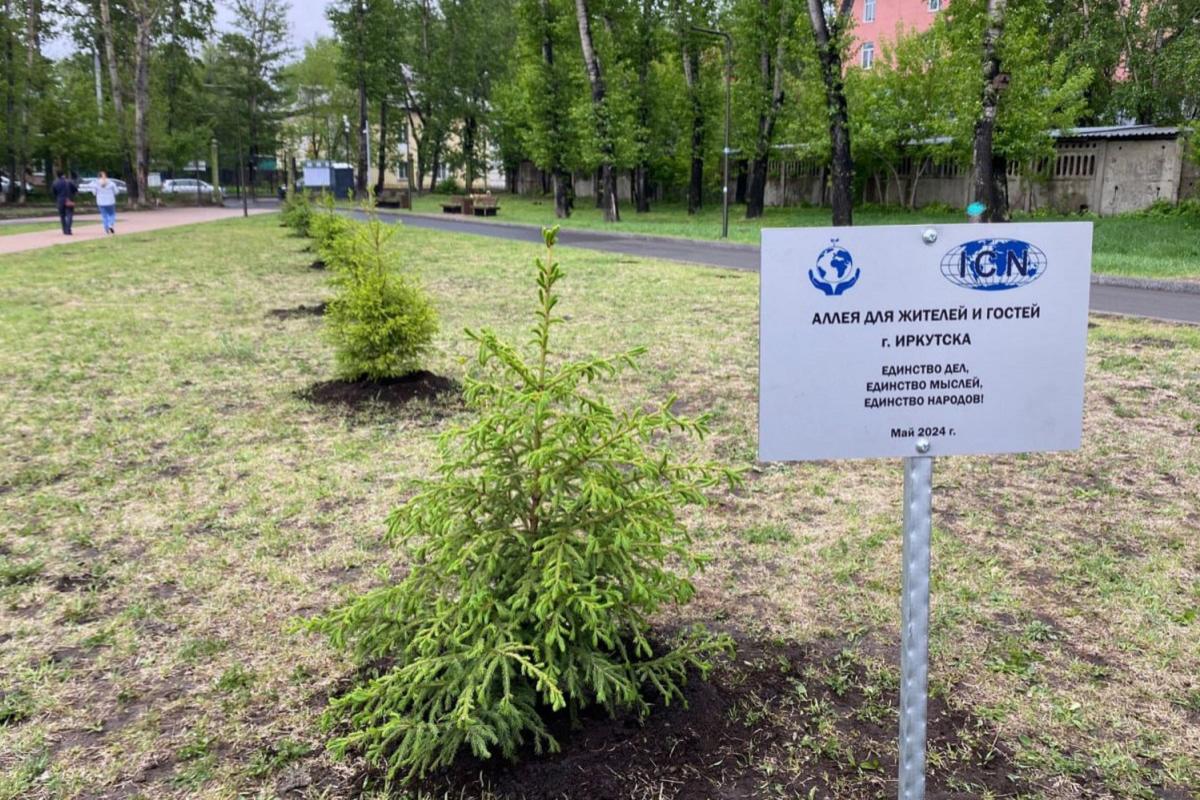 В Комсомольском парке волонтеры высадили аллею елей