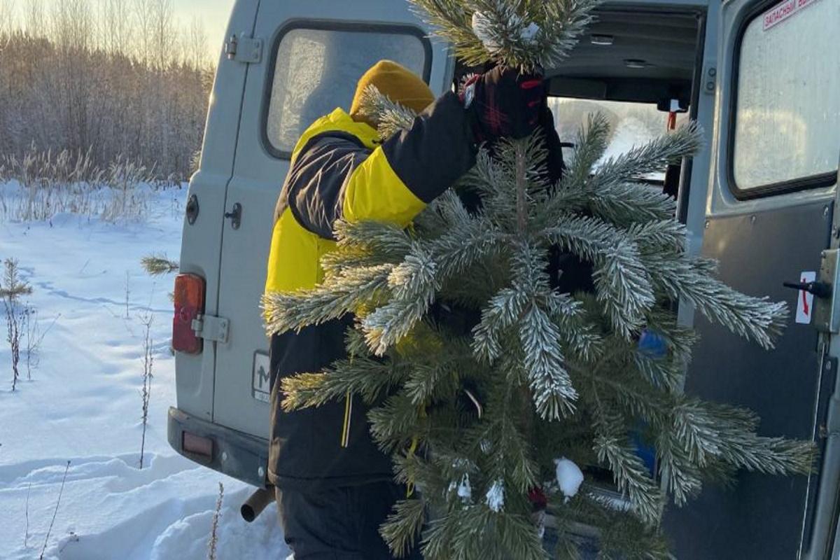 В преддверии Нового года в томских лесах незаконно вырубили более 200 хвойных деревьев