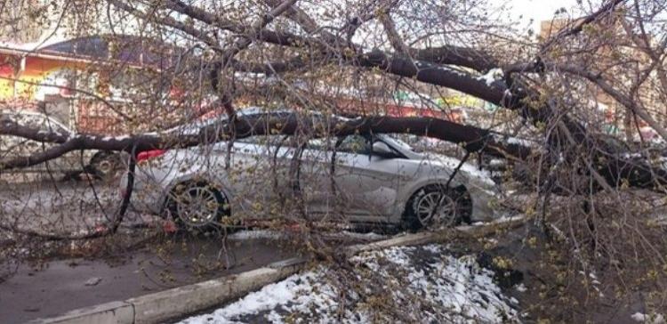 В Энгельсе упавшее дерево раздавило автомобиль такси