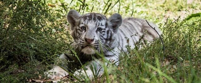 В Новосибирском зоопарке родился белый бенгальский тигренок