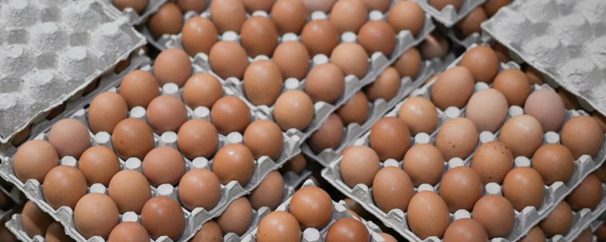 В РФ ввезли первую партию яиц из Азербайджана