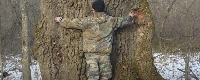 В Шиловском районе обнаружен дуб возрастом 500 лет