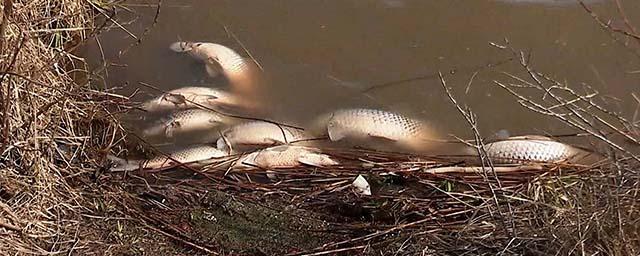 В Ульяновске жители обвиняют водоканал в массовой гибели рыбы