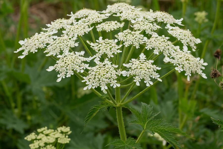 В Нижегородской области борщевик могут признать растением-иноагентом