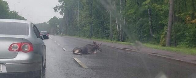 В Пензе на Западной поляне сбили лося на трассе