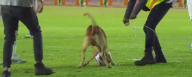 В Мексике пес неожиданно ворвался на стадион во время матча и украл мяч — Видео