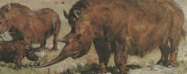 Зуб носорога и кости быков нашли в пещере Таврида