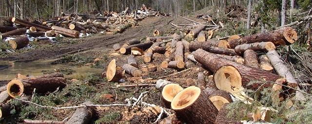 Власти Кирова пообещали сдержать цены на дрова