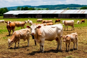 Под обстрелами — к рекорду: как Белгородская область стала мясной столицей России, несмотря на атаки дронов