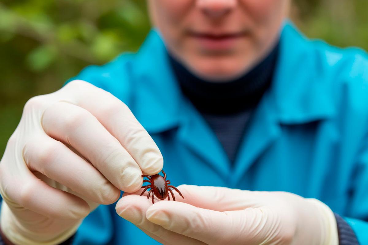 В Подмосковье продолжаются акарицидные обработки для защиты от клещей