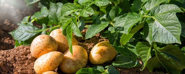 В каких случаях в России могут оштрафовать за выращивание картофеля