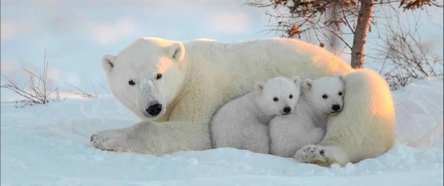 Белые медведи мигрируют на юг Чукотки из-за голода