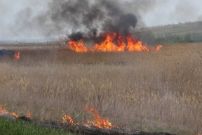 В Воронежской области на площади в 100 гектаров загорелось пшеничное поле