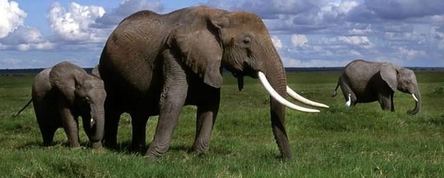 В Эфиопии слон смертельно травмировал туриста из Испании