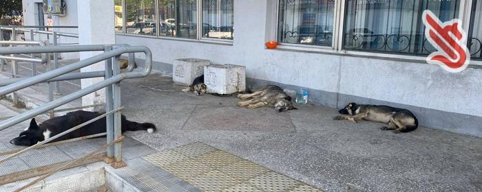 В Казани местные жители воюют из-за бездомных собак