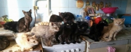 В квартире владелицы 20 кошек из Омска проведи принудительную уборку под контролем приставов