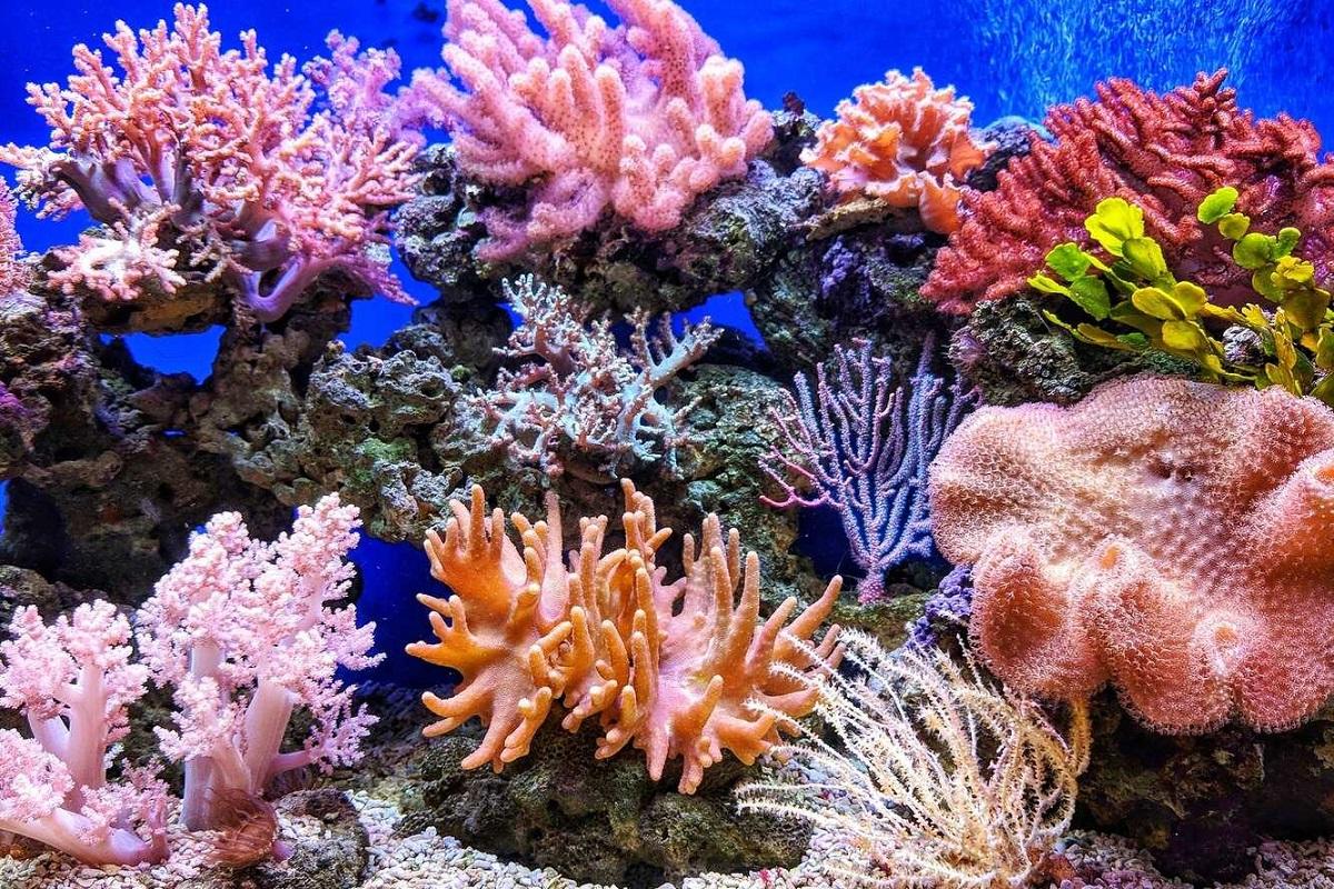 Поврежденный коралловый риф восстановился за 4 года при помощи стального каркаса