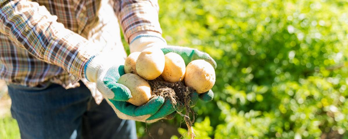 Урожай картофеля в России за 2023 год достиг 30-летнего рекорда