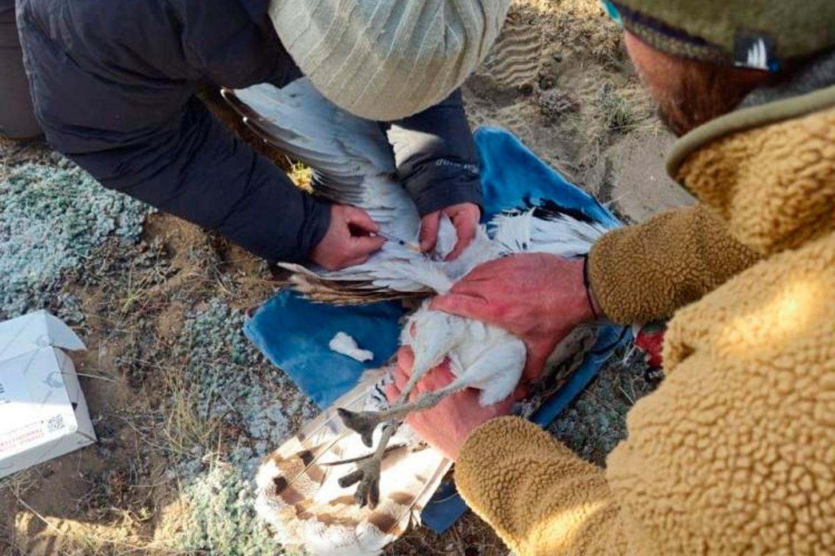 В Туве впервые за пять лет замечены дрофы-джек в дикой природе