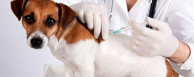 В Смоленске стартовала бесплатная вакцинация домашних животных