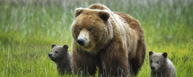 В Свердловской области грибник отбился от медведя‍