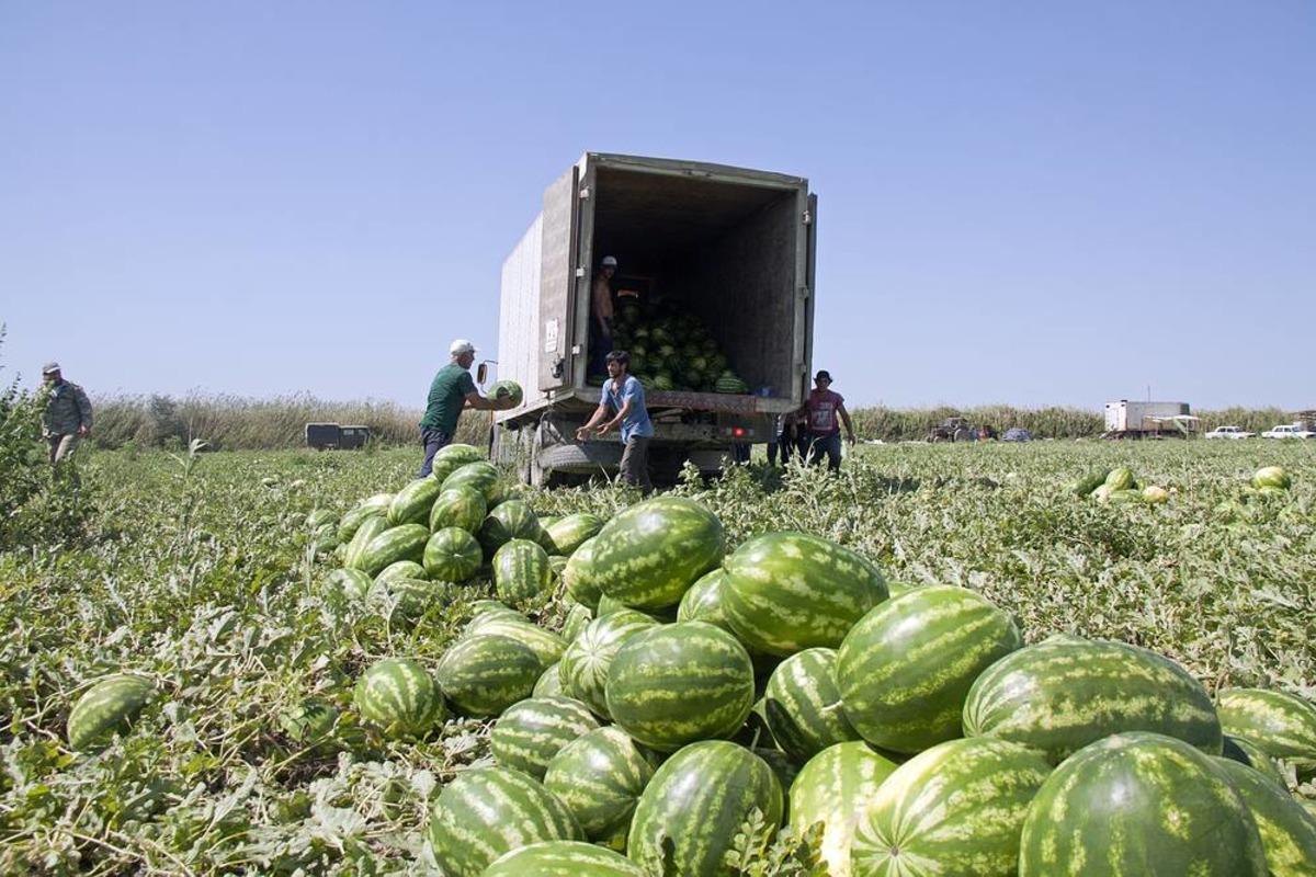 В Дагестане жара не помешает вырастить на 20% больше дынь и арбузов, чем в прошлом году