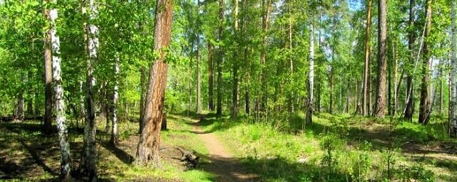 Власти Приангарья намерены объединить все государственные лесхозы
