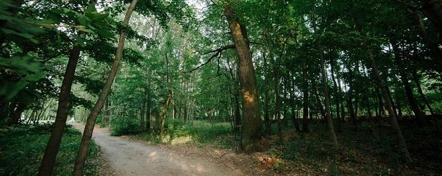 В Воронежской области высадят более 1700 га леса