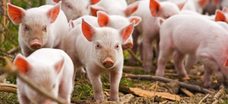Производство свинины в России выросло на 12%