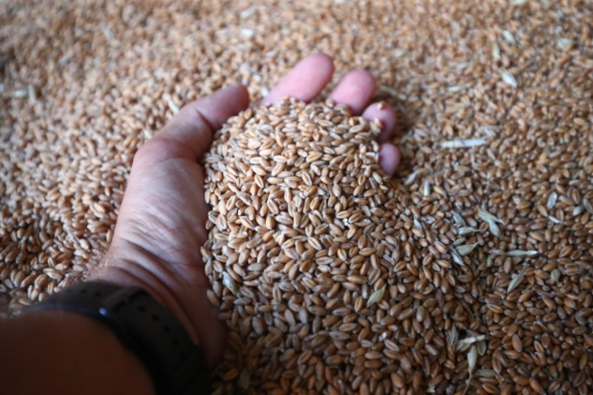 В Волгоградской области хранилища могут вместить около 8 млн тонн зерна