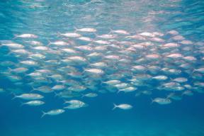 Секрет здоровья мозга найден в дальневосточной сардине