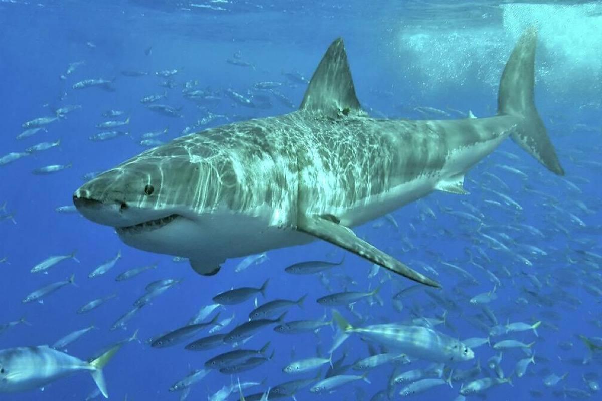 Акулы в Анталье: профессор объяснил причину появления хищников у турецких берегов