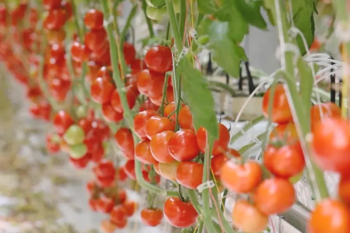 Камчатские огурцы и помидоры получили высшую оценку качества