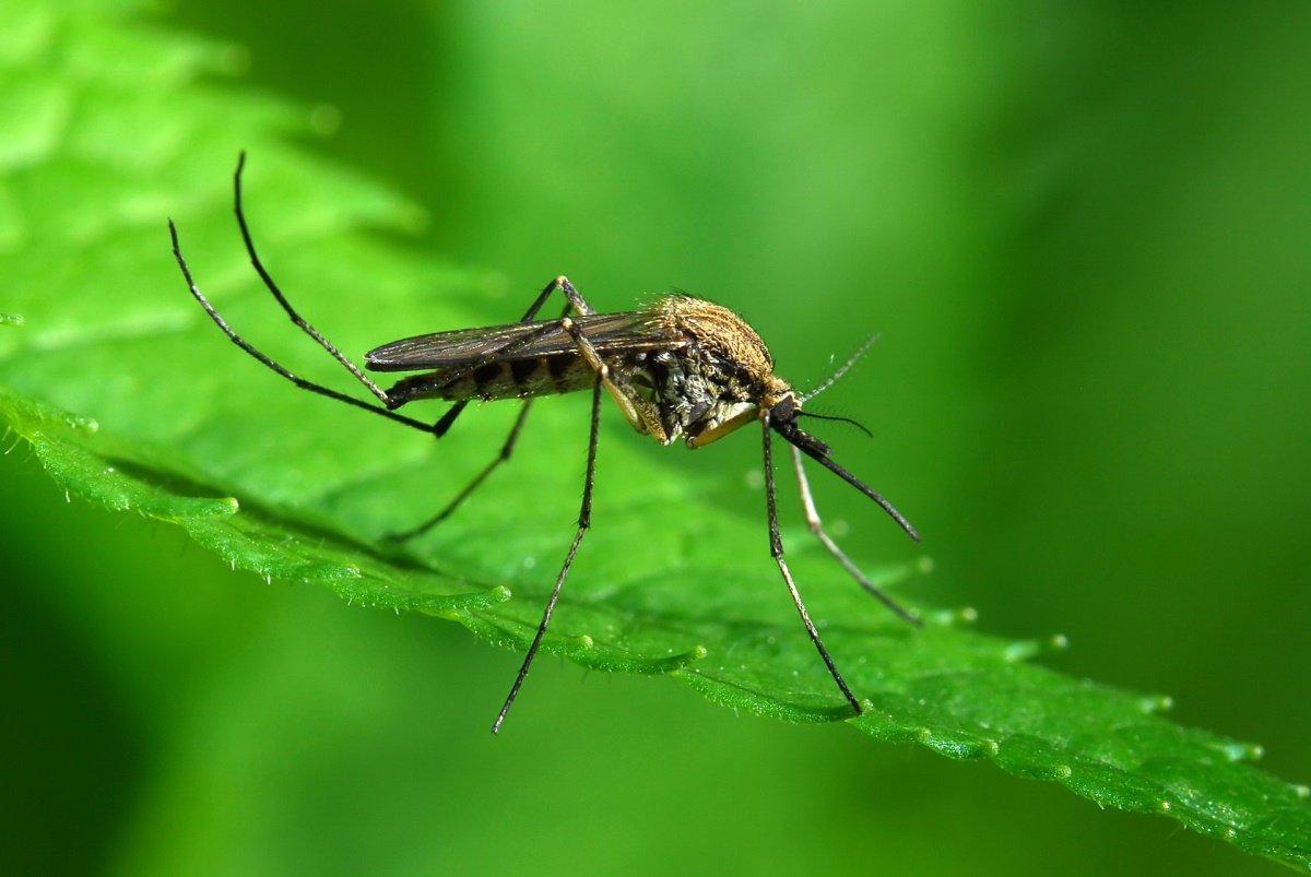 Здоровый микробиом защищает от инфекций, которые переносят комары