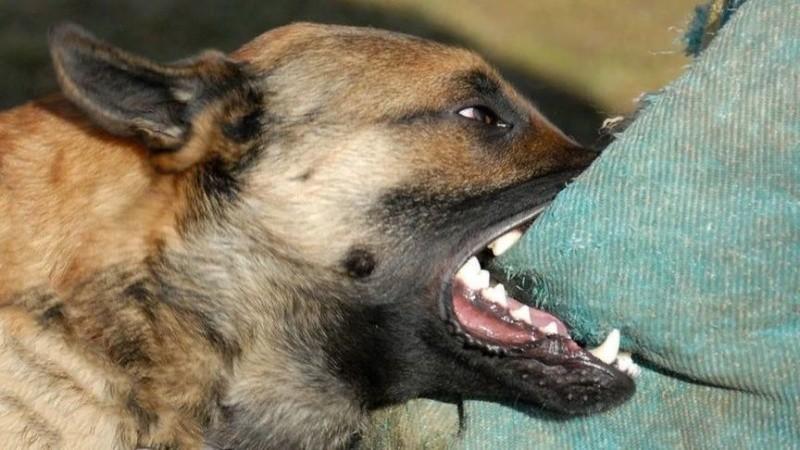 В Новосибирске на 30 тысяч рублей оштрафовали хозяйку покусавшей ребенка собаки