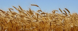 Украина вывозит резервы пшеницы из Одессы в Европу на фоне риска дефицита