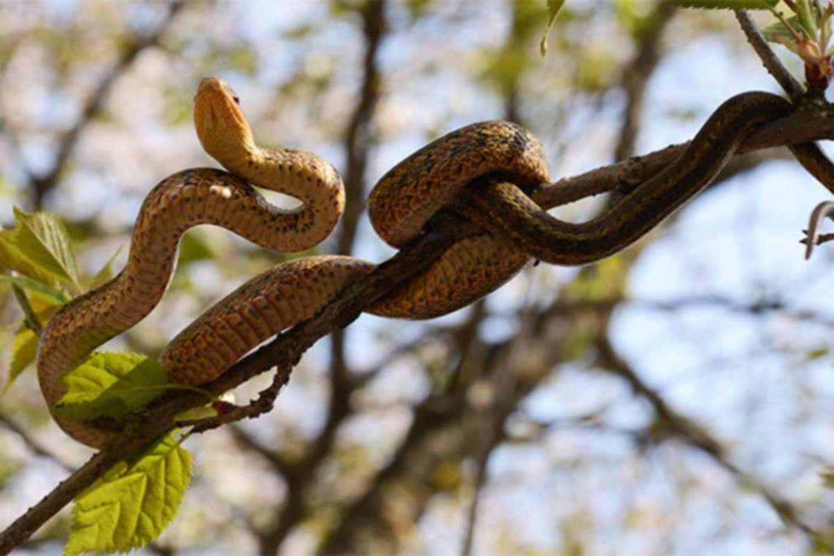 Нашествие огромных змей может сорвать следующий туристический сезон на Шри-Ланке